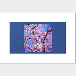 CHERRY BLOSSOM TREE Posters and Art